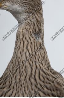 animal skin feather 0010